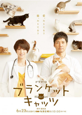 Коты в одеялках